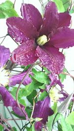 Close-up of wet purple flowering plant