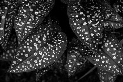 Close-up of wet leaf floating on water