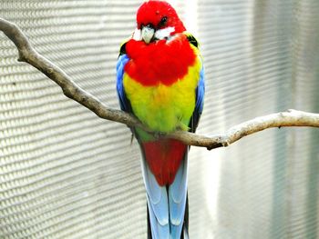 Close-up of parrot perching on branch