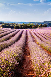 View of lavender field against sky