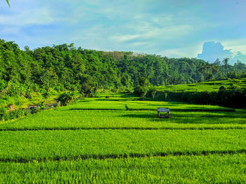 Scenic view of agricultural field against sky