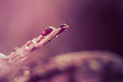 Extreme close-up of water drops on purple flower