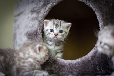 Portrait of a kitten