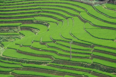 Full frame shot of green field