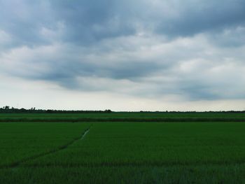 Scenic view of agricultural field against sky