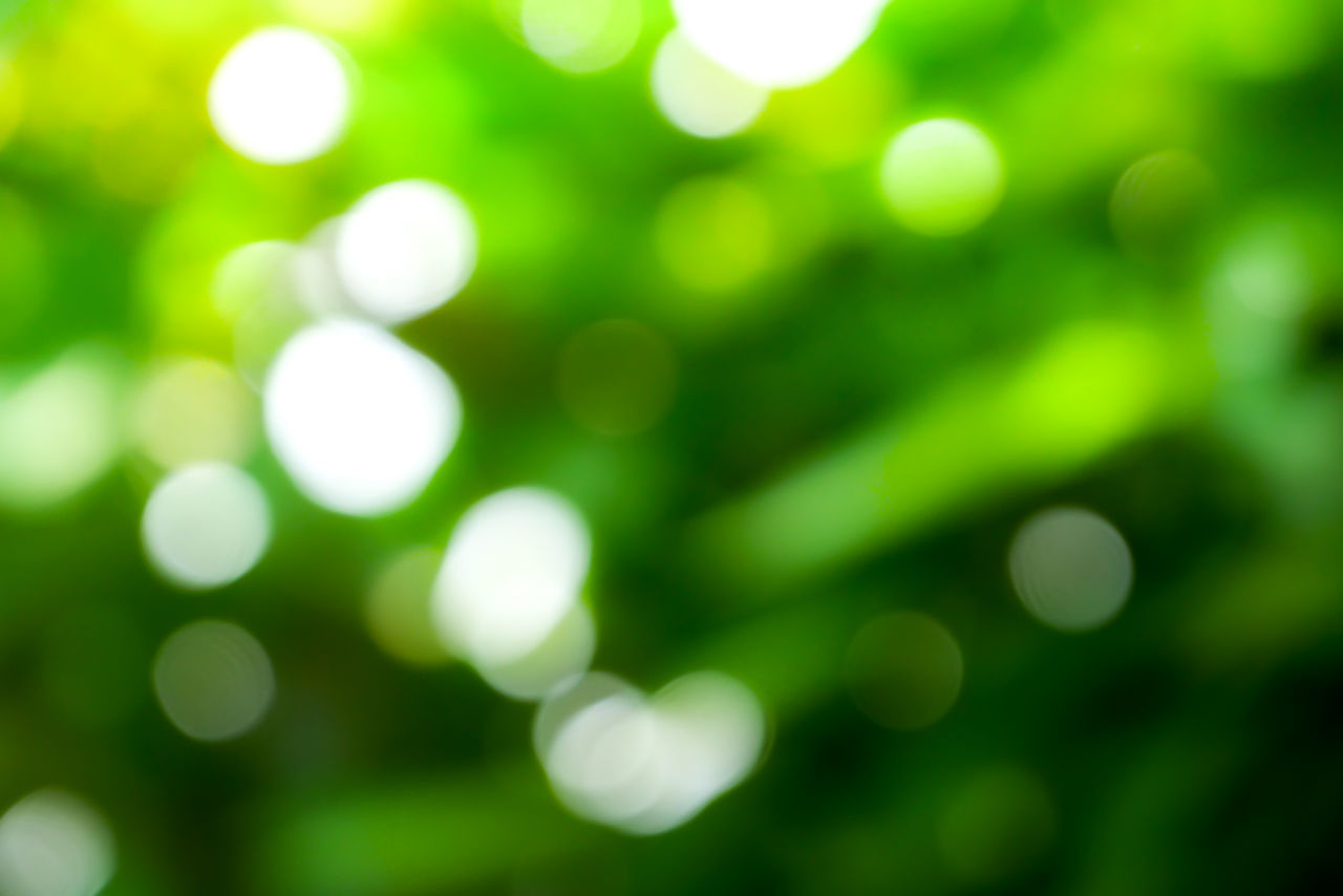 FULL FRAME SHOT OF PLANTS