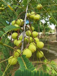 Close-up of fruits growing on tree