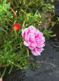 Close-up of pink flower blooming outdoors