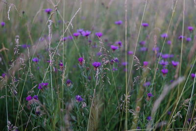 Close-up of purple flowering plants on field