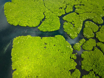 High angle view of plants