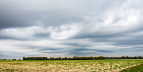 Scenic view of agricultural field against sky