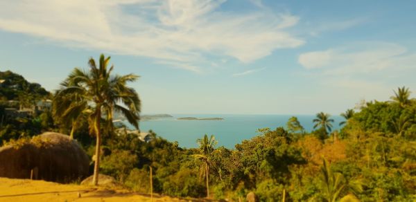 Scenic view of palm trees by sea against sky