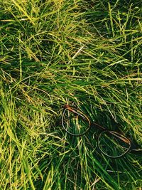 High angle view of grass on land