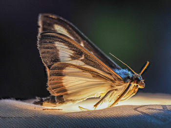 Close-up of moth