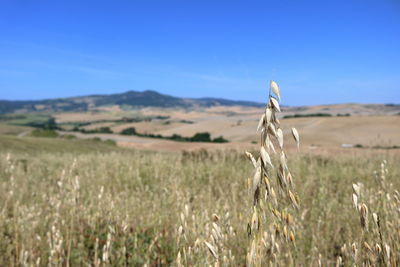 Wheat growing on field against blue sky