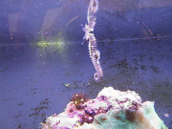 Close-up of jellyfish swimming in sea