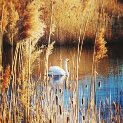 High angle view of gray heron in lake