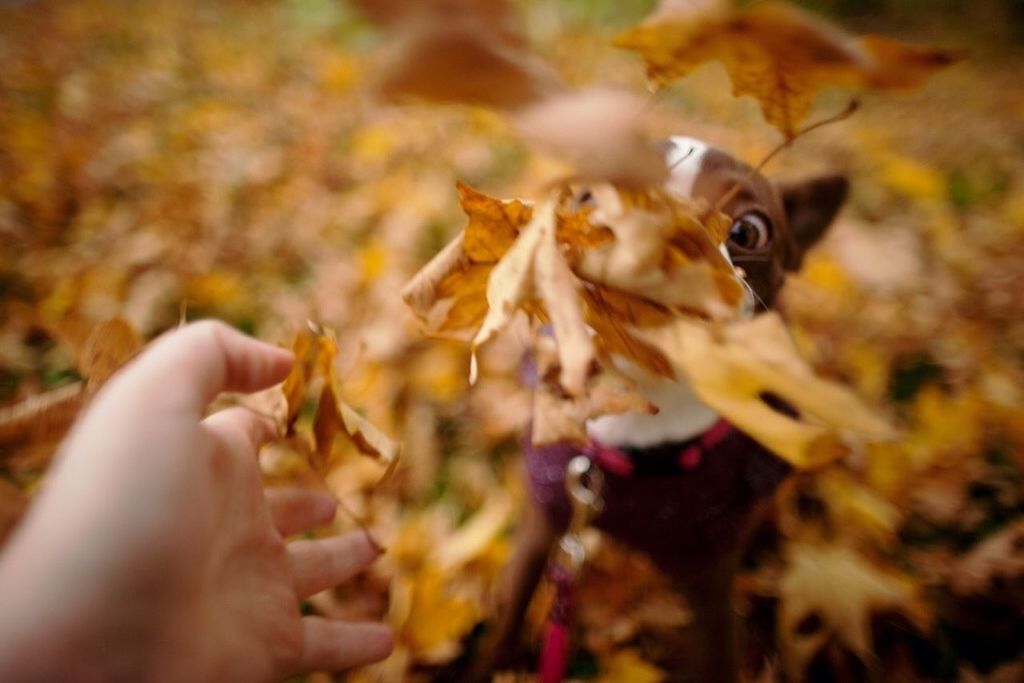 person, selective focus, unrecognizable person, part of, lifestyles, holding, leisure activity, animal themes, cropped, close-up, insect, yellow, focus on foreground, men, personal perspective, nature