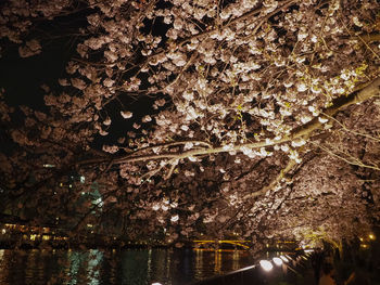 View of cherry tree by river