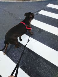 High angle view of black dog standing on road