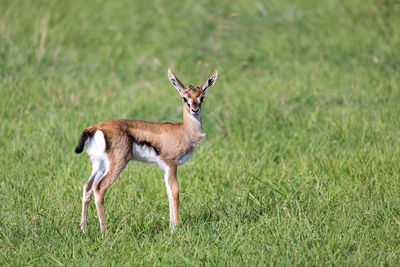 Deer in a field