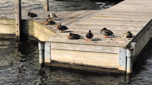 High angle view of birds perching on pier over lake