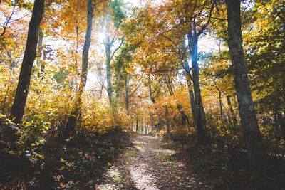 Trees in forest