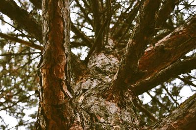 Low angle view of tree against sky