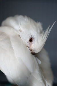 Close-up portrait of a bird