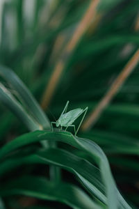 Close-up of grasshopper on plant