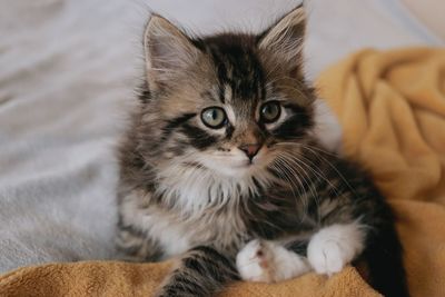 Portrait of kitten relaxing on bed