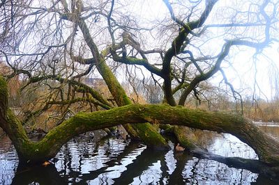 Bare tree by river in forest against sky