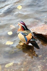 Duck swimming in lake