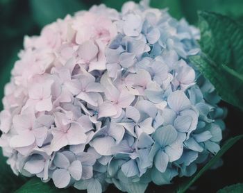 High angle view of pink hydrangea flowers