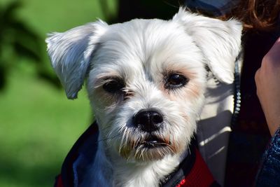 Close-up portrait of dog