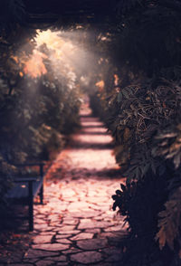 View of trees at night