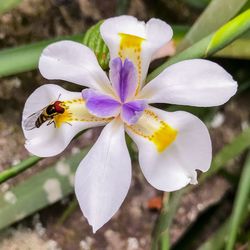 Close-up of bee on white flower