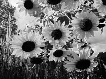 Close-up of daisy flowers