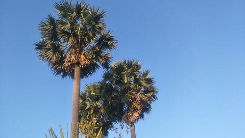 Low angle view of palm tree against clear blue sky