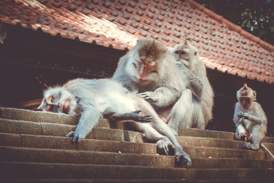 Low angle view of monkey on wall