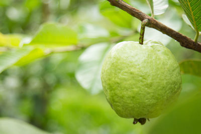 Close-up of guava hanging on tree