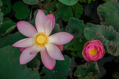 Close-up of pink lotus water lily