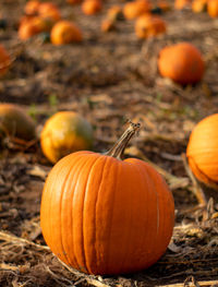 Close-up of pumpkins on field