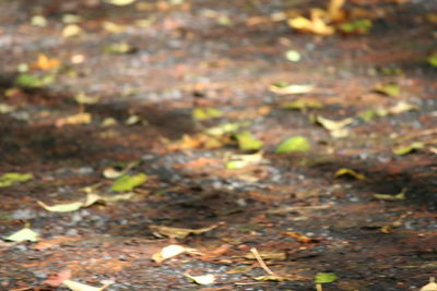 Surface level of fallen leaves