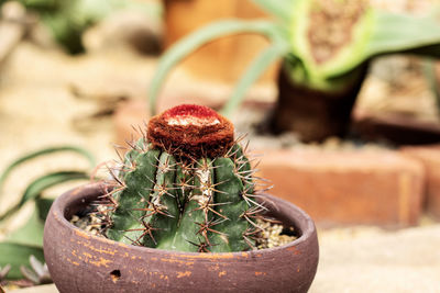 Close-up of potted plant