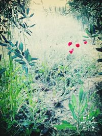 Close-up of plants against blurred background