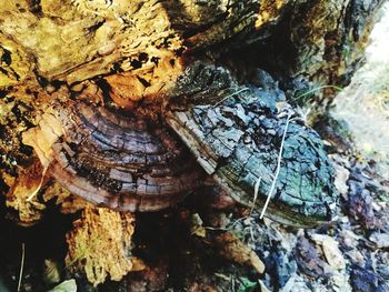 Close-up of lizard on tree trunk