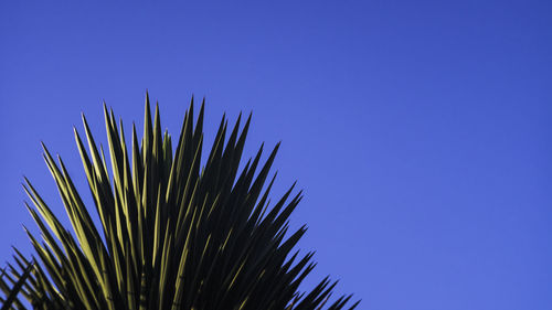 Low angle view of palm tree against clear blue sky