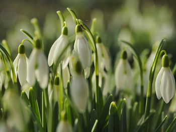 Close-up of flowering plants on field