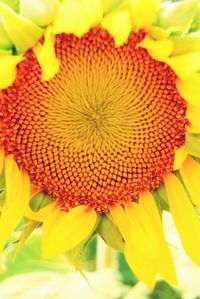 Close-up of sunflower